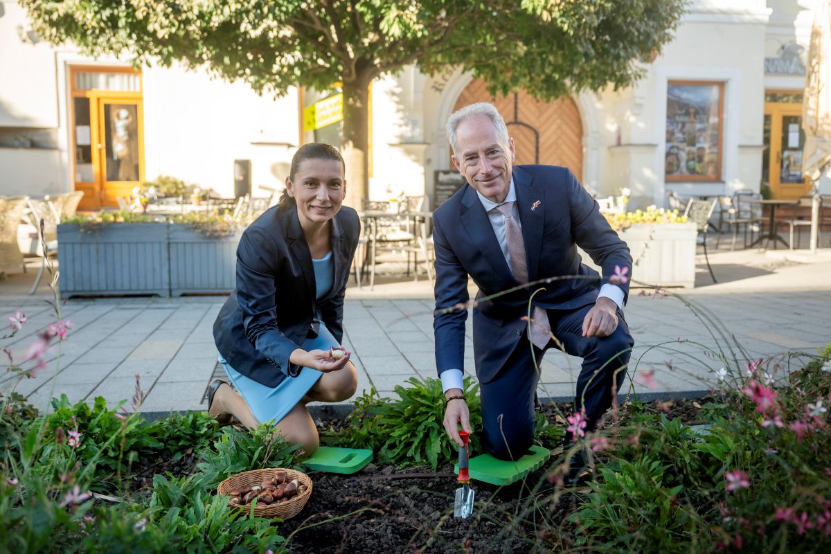 Holandský veľvyslanec Jules Gerzon a viceprimátorka Eva Nemčovská sadia tulipány pred trnavskou radnicou. FOTO: Mesto Trnava